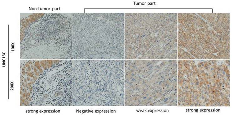 Int J Med Sci Image