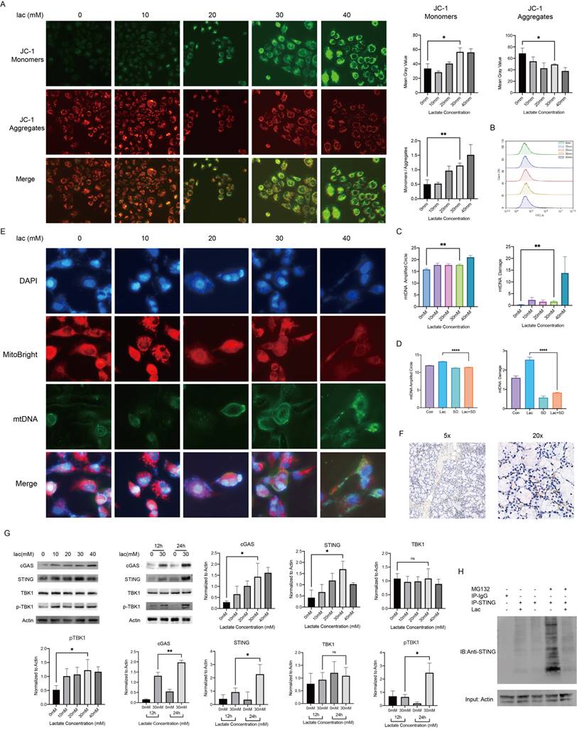 Int J Med Sci Image