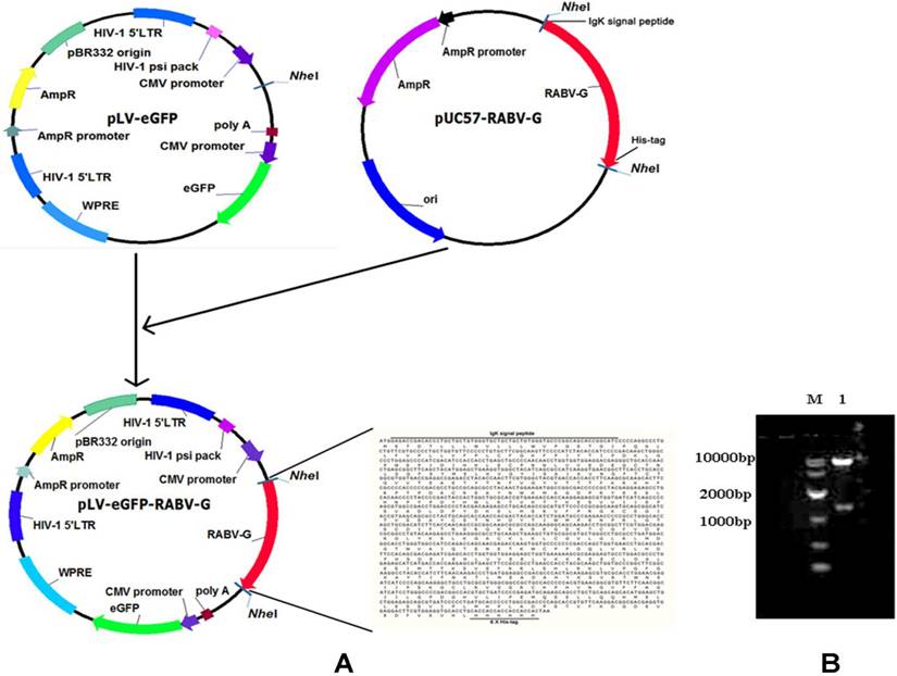 Int J Med Sci Image