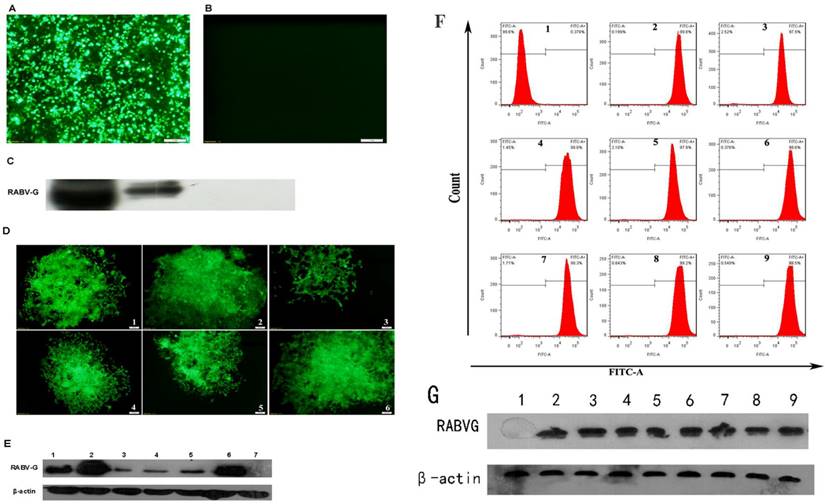 Int J Med Sci Image