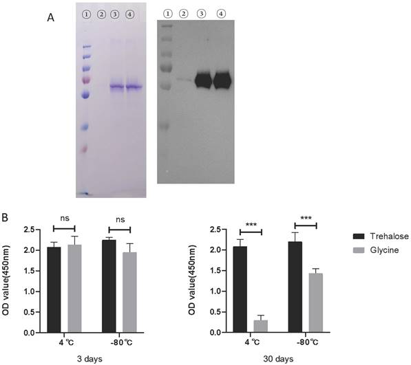 Int J Med Sci Image