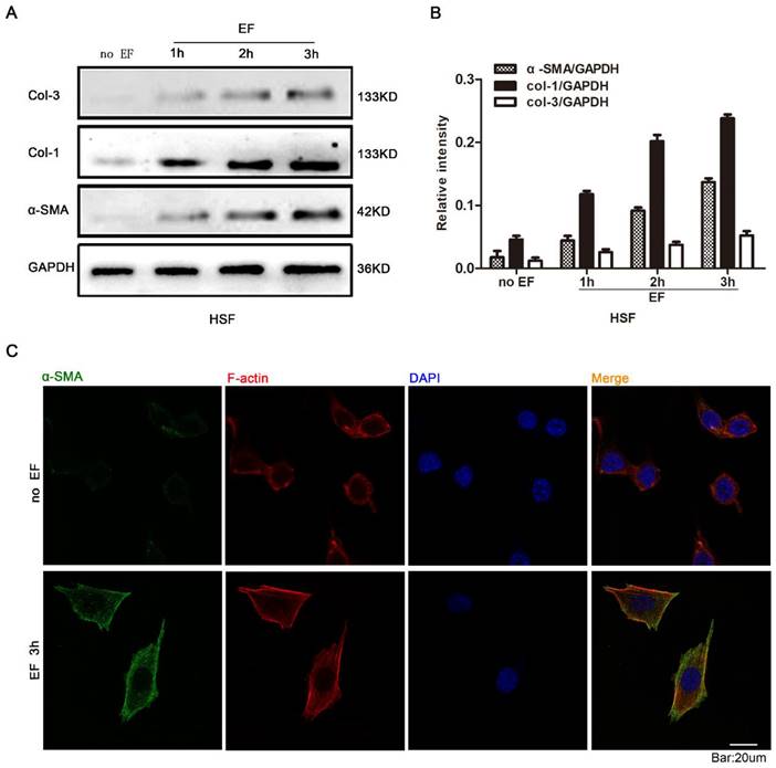 Int J Med Sci Image