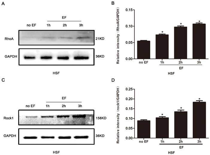 Int J Med Sci Image