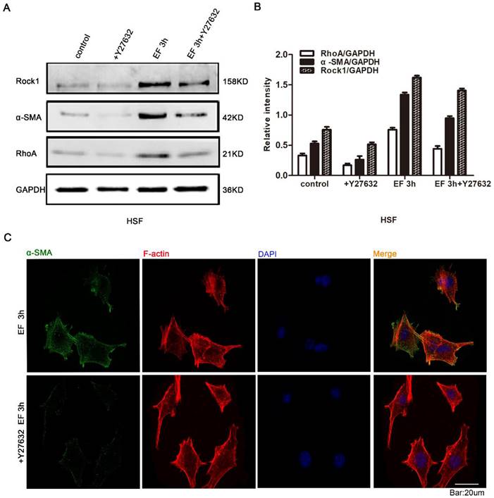 Int J Med Sci Image