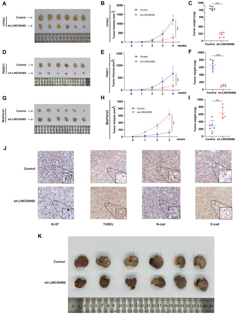 Int J Med Sci Image