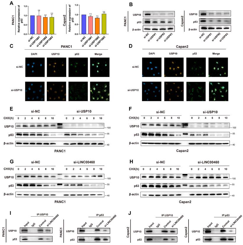 Int J Med Sci Image