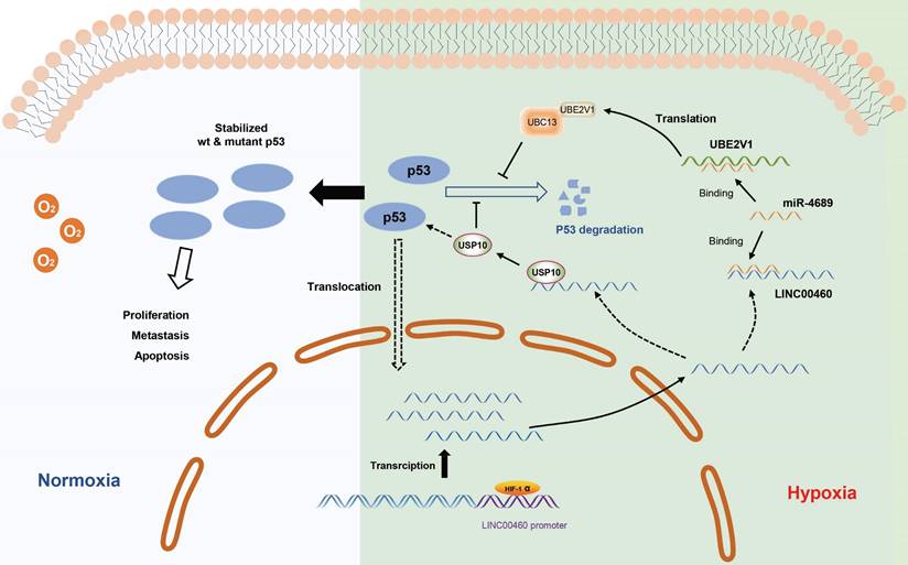 Int J Med Sci Image