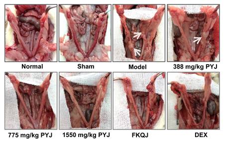 Int J Med Sci Image