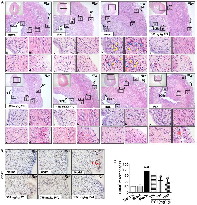 Int J Med Sci Image