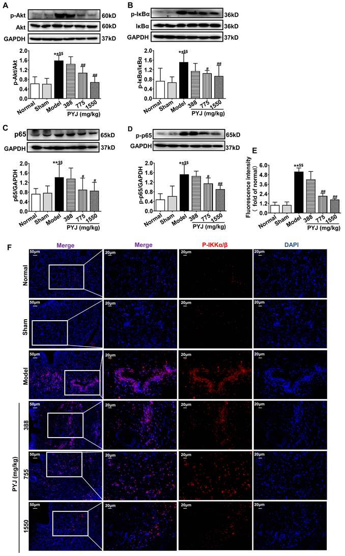 Int J Med Sci Image