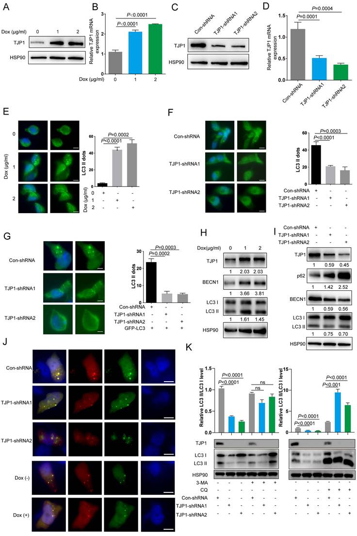Int J Med Sci Image