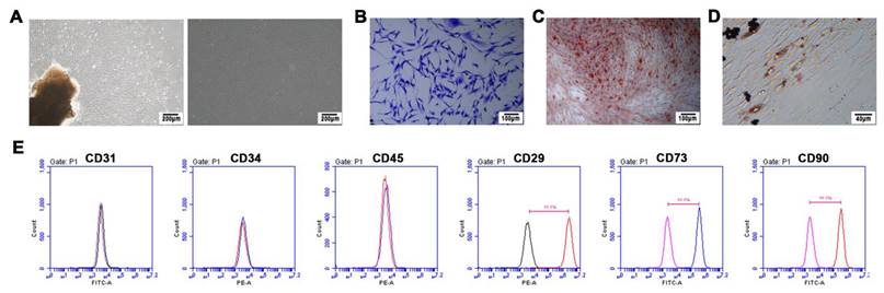 Int J Med Sci Image