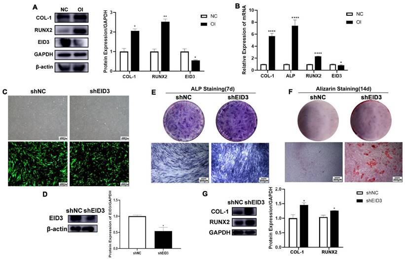 Int J Med Sci Image