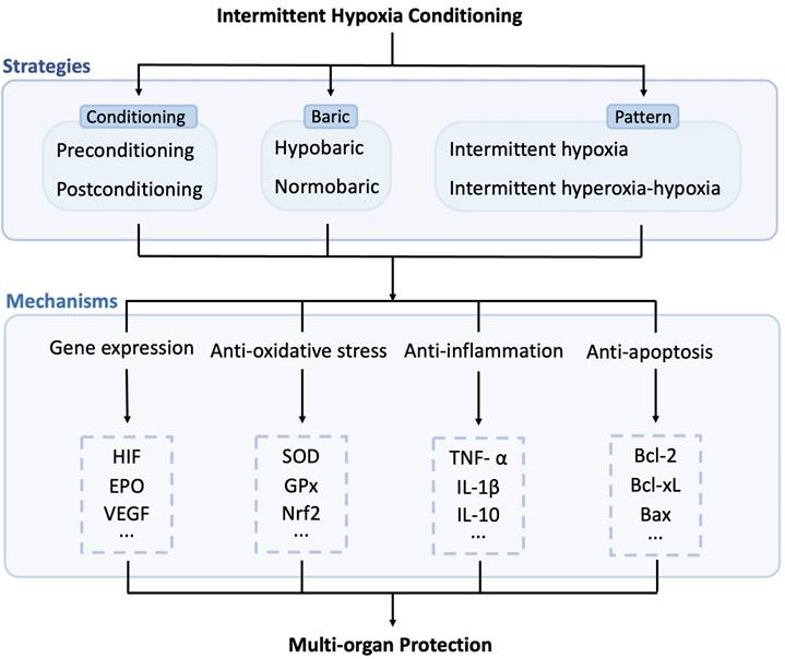 Int J Med Sci Image