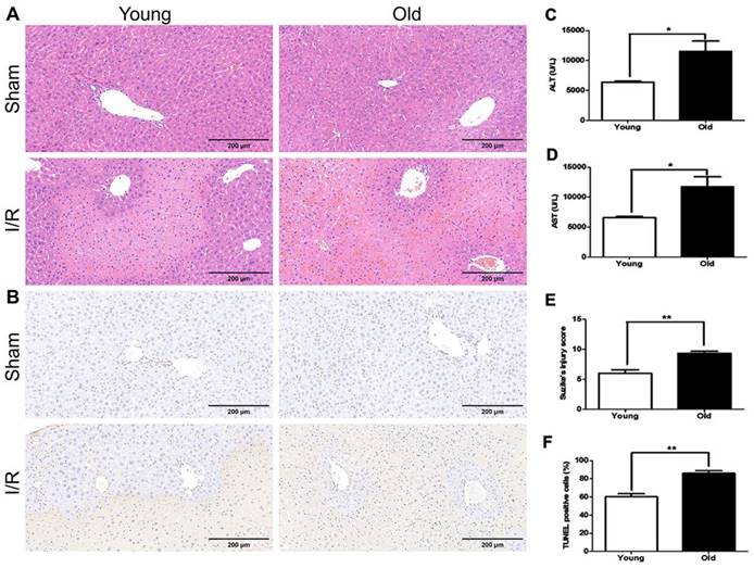 Int J Med Sci Image