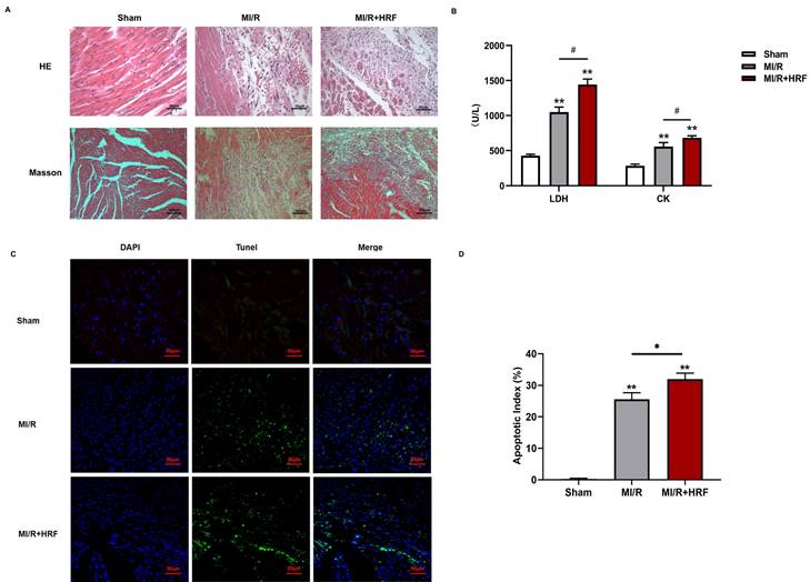 Int J Med Sci Image