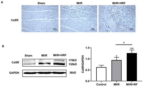 Int J Med Sci Image