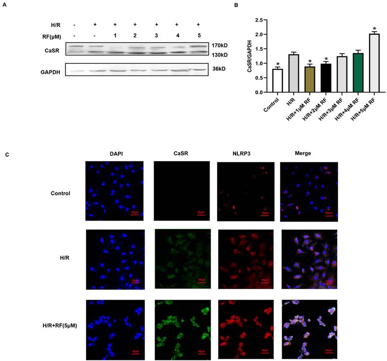 Int J Med Sci Image