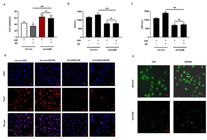 Int J Med Sci Image