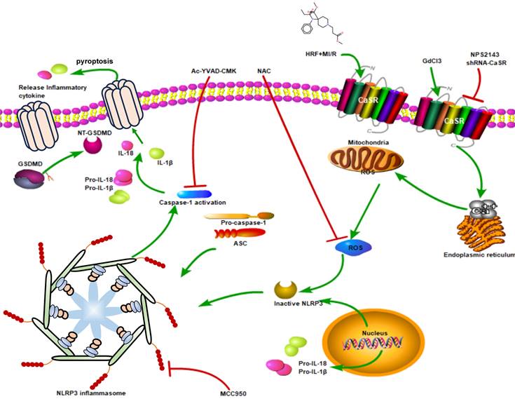 Int J Med Sci Image