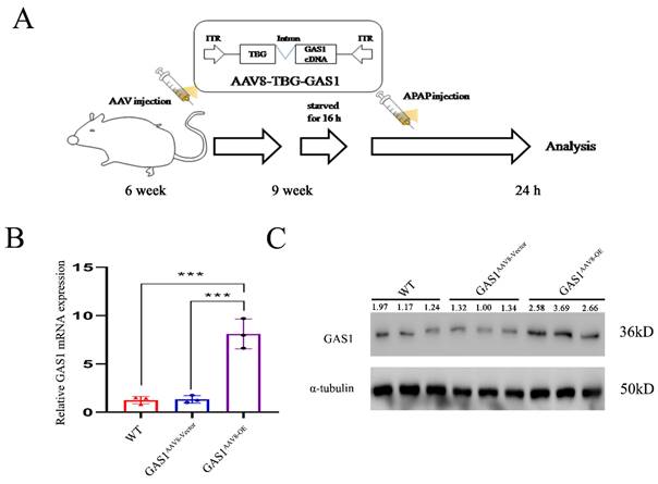 Int J Med Sci Image