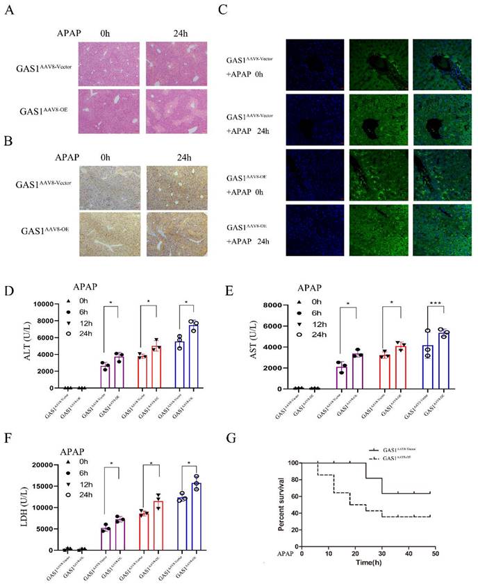 Int J Med Sci Image