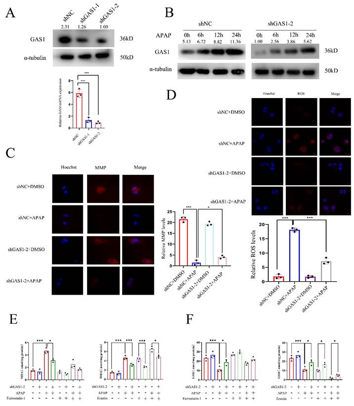 Int J Med Sci Image