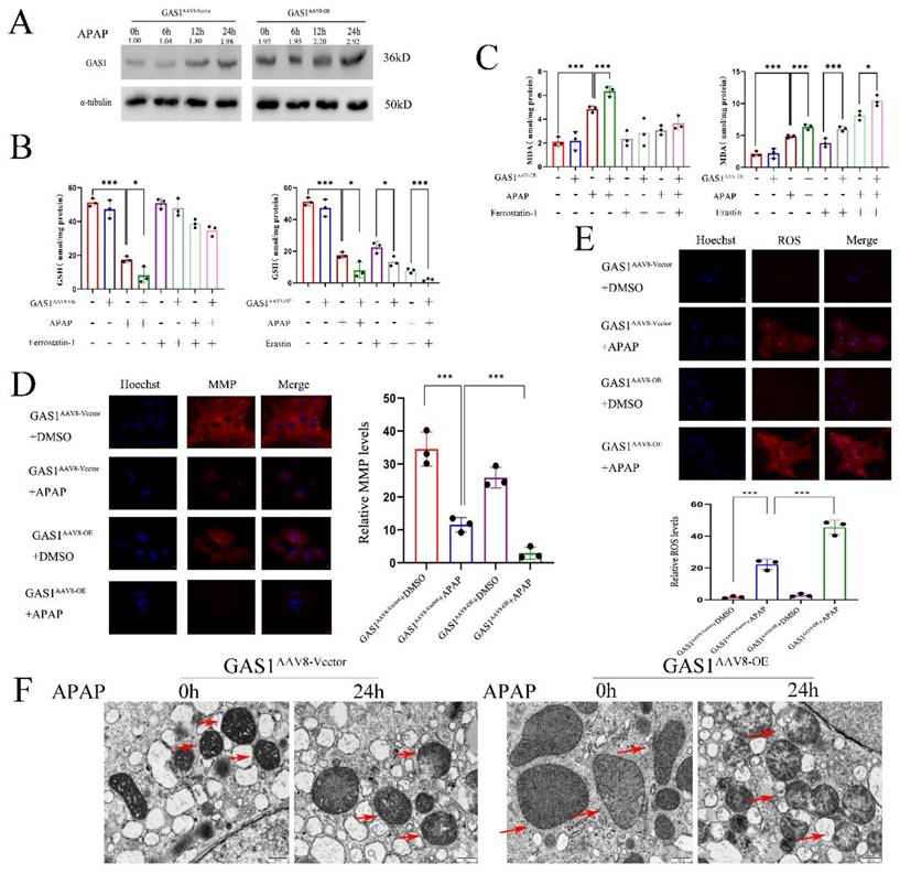 Int J Med Sci Image