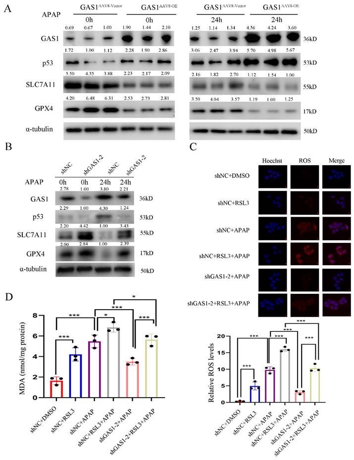 Int J Med Sci Image