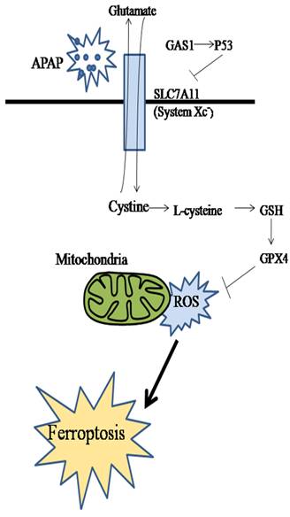 Int J Med Sci Image