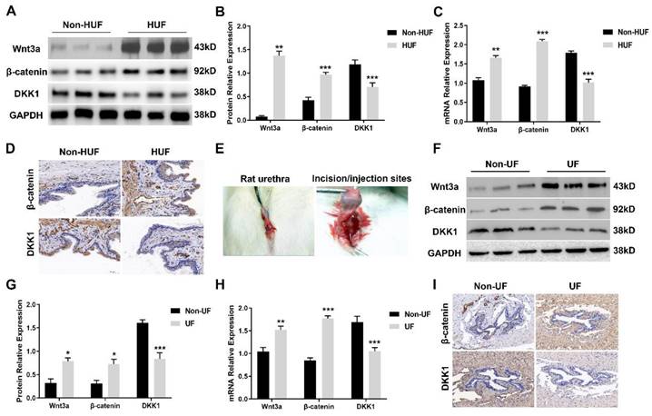 Int J Med Sci Image