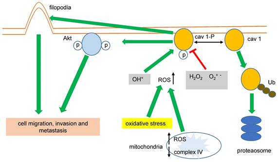 Int J Med Sci Image