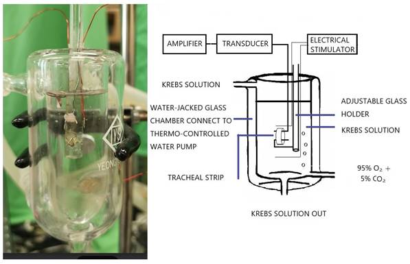 Int J Med Sci Image