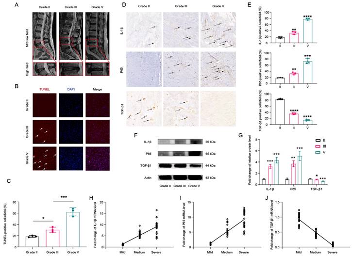 Int J Med Sci Image