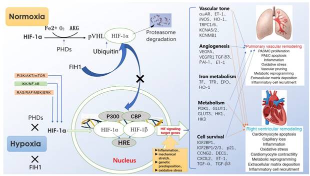 Int J Med Sci Image