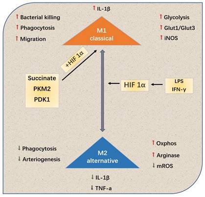 Int J Med Sci Image