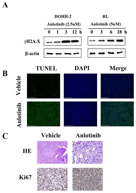 Int J Med Sci Image