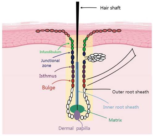 Int J Med Sci Image