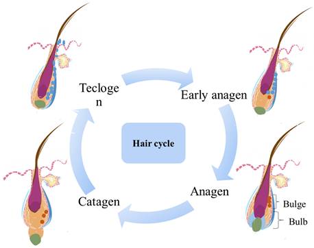 Int J Med Sci Image