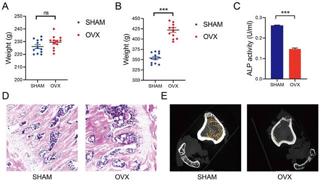 Int J Med Sci Image