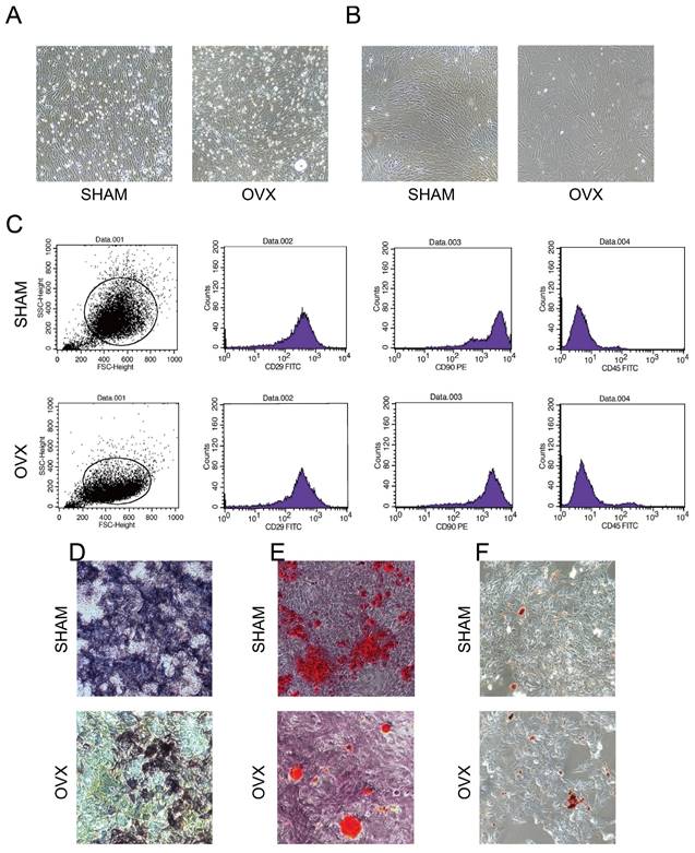 Int J Med Sci Image