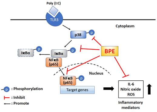 Int J Med Sci Image