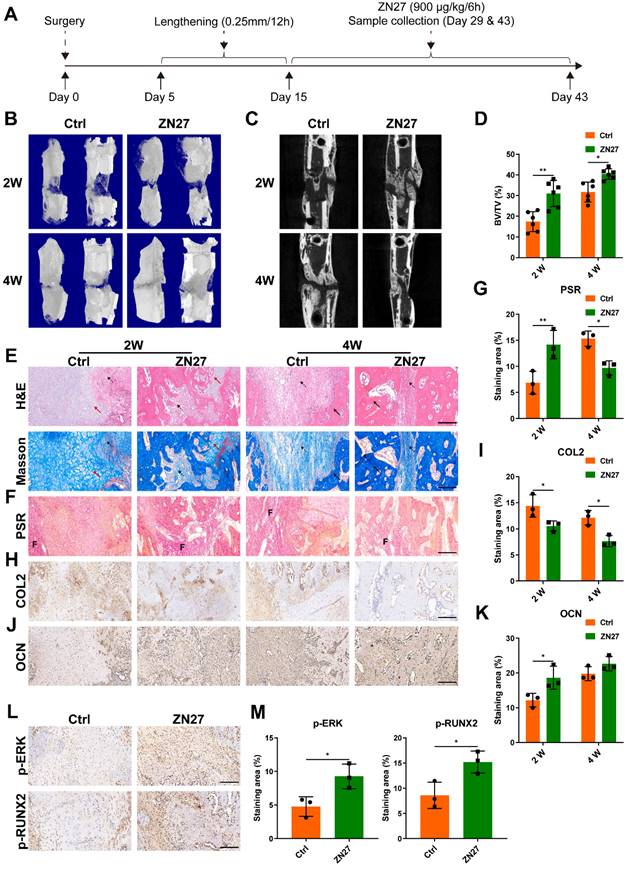 Int J Med Sci Image