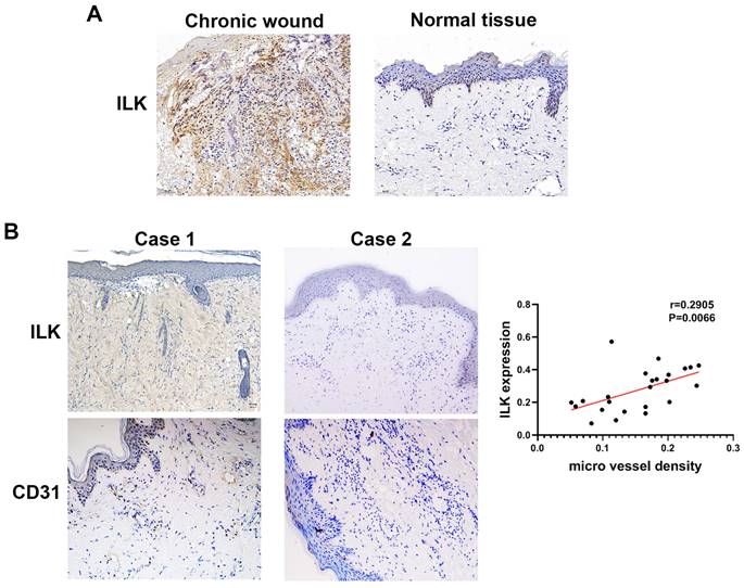 Int J Med Sci Image