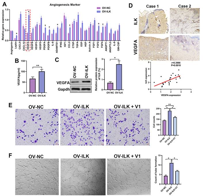 Int J Med Sci Image