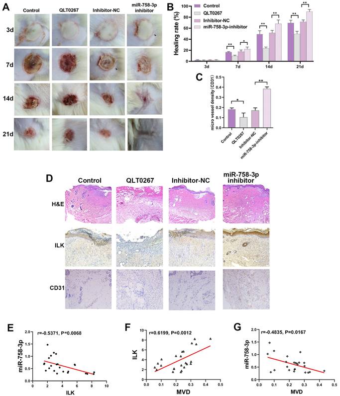 Int J Med Sci Image