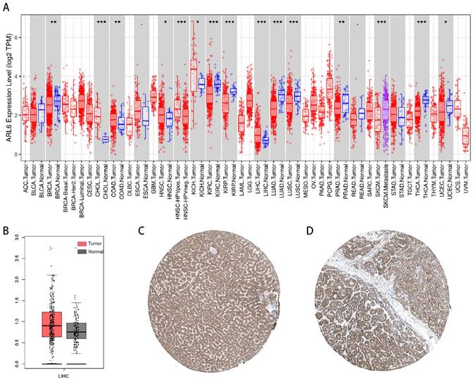 Int J Med Sci Image