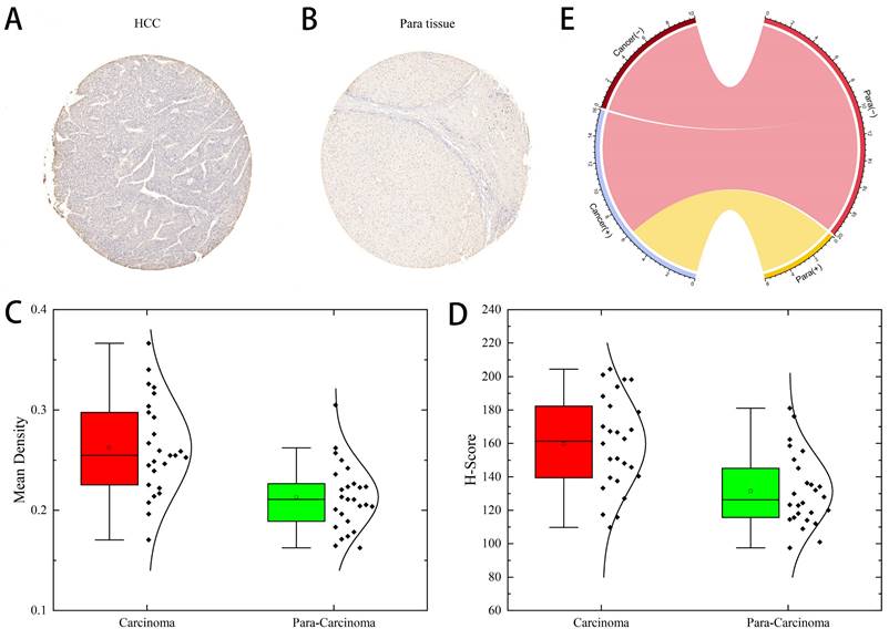 Int J Med Sci Image