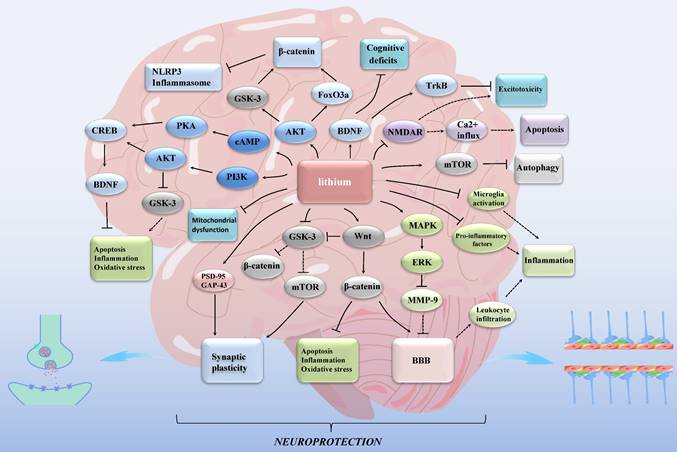 Int J Med Sci Image