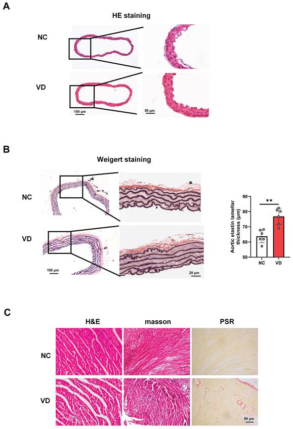 Int J Med Sci Image